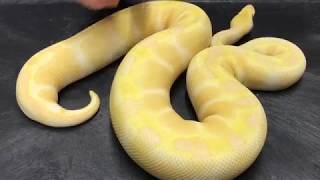 Ball Python Morphs 4 Albinos [upl. by Anallese968]