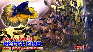 Part 1  How To Betta Fish Breeding  More Than 300 Betta Fry Mustard Gas Rose Tail Halfmoon [upl. by Ahsinam]