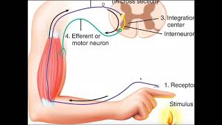 Structure amp Function of the Withdrawal Reflex a Polysynaptic Reflex [upl. by Bren]