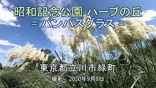 昭和記念公園 ハーブの丘のパンパスグラス 4K Pampas grass at Herb Hill in Showa Kinen Park [upl. by Earised777]