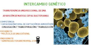 Microbiología Intercambio genético bacteriano Parte 1 [upl. by Airdnas123]