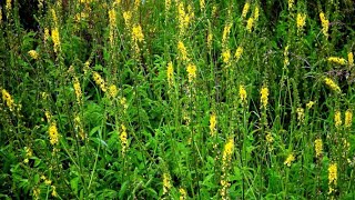 Turita mare o alta buruiana miraculoasa  Agrimonia Eupatoria [upl. by Nedroj26]