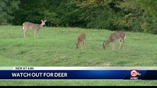 Drivers being warned to remain on the lookout for deer [upl. by Firestone]