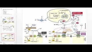 Osteoblast Physiology [upl. by Eimak]