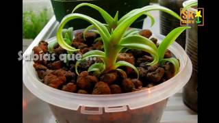 Cultivo de Orquídeas Phragmipedium Kovachii Vídeo Promocional [upl. by Karney]