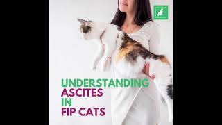 Should you remove abdominal fluid for wet FIP cats UNDERSTANDING ASCITES IN FIP CATS [upl. by Atinas]