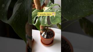 How to improve the growth of Monstera aerial roots for young plants 🌿 monstera plantcare plant [upl. by Blayze]