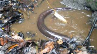 feeding electric eels near Tahuayo Lodge in the Amazon Jungle [upl. by Neetsyrk198]