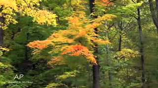 Autumn In My Heart Relaxing Music amp Beautiful Autumn [upl. by Aicilanna]