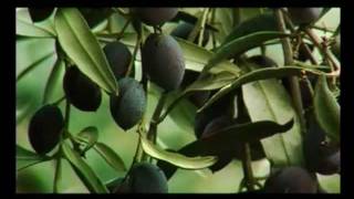 THE HARVEST amp PRESSING OF OLIVES [upl. by Eecrad948]