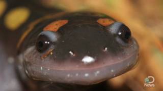 Vernal Pools Spring to Life [upl. by Llertak699]