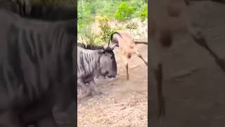 Confused Wildebeest Cant Recognize Its Own Baby – Heartwarming Wildlife Moment [upl. by Adnaw]