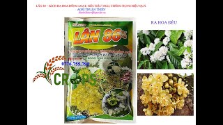 LÂN 86 PHÂN BÓN VI LƯỢNG0776755793thuốcbảovệthựcvậtvn chongrunghoa drplantvn [upl. by Ivo887]