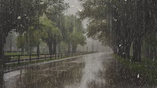 Lluvia Relajante Para Dormir en 3 Minutos  Sonido de Lluvia en el Bosque Neblinoso  ASMR [upl. by Edijabab]