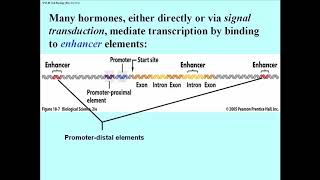 222 Transcription Factors Bind DNA Near and Far [upl. by Stefan]