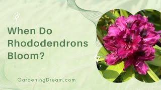 When Do Rhododendrons Bloom [upl. by Elstan]