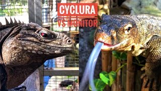 Cyclura vs Monitor Lizards WHICH IS A BETTER PET [upl. by Howland684]