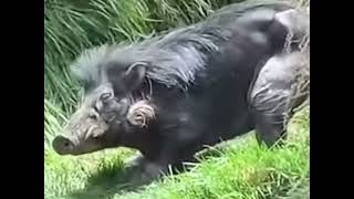 Endangered Philippine Warty Pig [upl. by Busey]