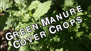 Green Manure Cover Crops Organic Sustainable Soil Fertilizers [upl. by Isolt21]