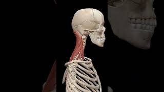 Physiology of Neck Muscles [upl. by Loresz]