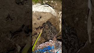 screaming Budgetts toad frog animals amazing sound screaming sound indian toad 🐸ytshorts [upl. by Svoboda639]