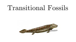 Transitional Fossils [upl. by Steinke]