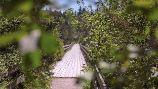 Mystischer HochmoorRundweg zu den Moorwächtern von Hinterzarten  Raus mit Klaus [upl. by Ahsieuqal]