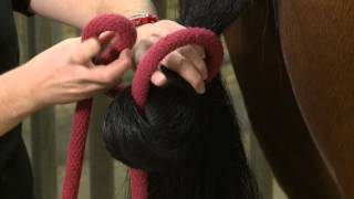 Tail Tying Your Horse [upl. by Clarissa]