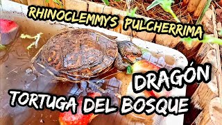 Alimentacion tortuga dragón del bosque Rhinoclemmys pulcherrima incisa y mani [upl. by Gay]