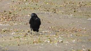 Crow at Muirhead springs 2 [upl. by Meyeroff]