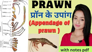 Prawn palaemon L1  Appendages of prawn structure of prawn bsc 1st year zoology knowledge adda [upl. by Anaitat]