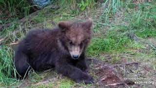 Grazer looks tired Her cubs do not Brooks Falls Katmai 10 July 2024 exploreorg [upl. by Agathy]