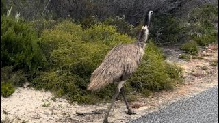 Day 2  Off to Coffin Bay National Park Dec ‘23 [upl. by Neirod]