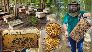 Honey Bee Farming In India [upl. by Eniowtna484]