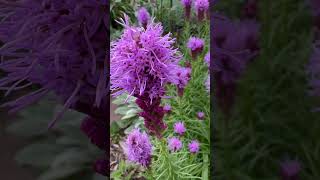 Blazing Star Liatris in my garden  July 2024 [upl. by Erialc]