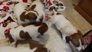 Jack Russell Terrier Puppies for Sale [upl. by Atinhoj]