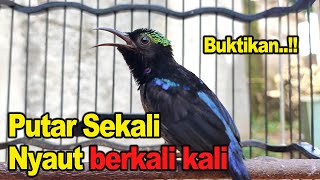 KONIN GACOR FULL TEMBAKAN  COCOK UNTUK MASTERAN amp PANCINGAN KOLIBRI NINJA BAHAN [upl. by Anaahs]