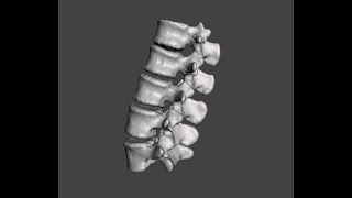 anatomy of lumbar vertebrae شرح تشريح الفقرات القطنية [upl. by Derron]