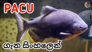 Pacu fish CARE in Sinhala [upl. by Samford514]