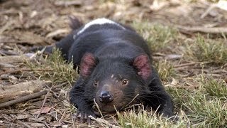 Last of the Tasmanian devils Infectious cancer to blame [upl. by Dillon]