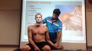 Anterior Deltoid Palpation Manual Therapy amp Stretch [upl. by Dnamron]