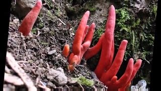 List of World’s Most Poisonous Mushrooms facts about mycetism  DISCOVER [upl. by Doowron19]