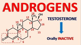 Androgens and androgenesis  Testosterone Nandrolone Mesterolone [upl. by Handel]