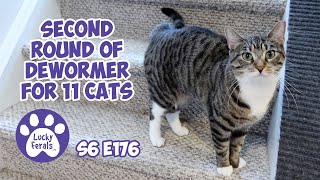 Second Round Of Dewormer For 11 Cats  S6 E176  Rescued Kittens Lucky Ferals Cat Vlog [upl. by Aserahs]