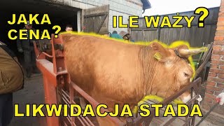 LIKWIDACJA STADA  SPRZEDAJEMY JAŁÓWKI  JAKA WAGA JAKA CENA  KONIEC Z HODOWLĄ  AgroLovers [upl. by Wat]