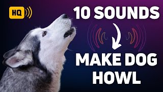 10 Sounds That Will Make Your Dog Howl [upl. by Ellata660]