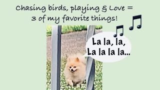 Pomeranian is happy chasing birds amp play outside David amp James’ GL hopes you enjoy amp subscribe [upl. by Stockmon]