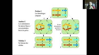 Genética Clase 5 Teoría cromosómica de la herencia [upl. by Etem32]
