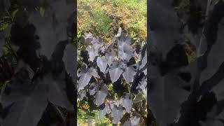 Colocasia black magic [upl. by Ruthanne]