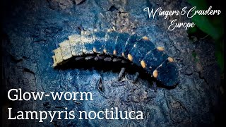 Lampyris noctiluca  European bioluminescence Glowworm  Lampyridae  information  species profile [upl. by Eeraj43]